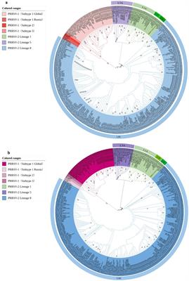 Sequence analysis of the GP5 protein of porcine reproductive and respiratory syndrome virus in Vietnam from 2007 to 2023